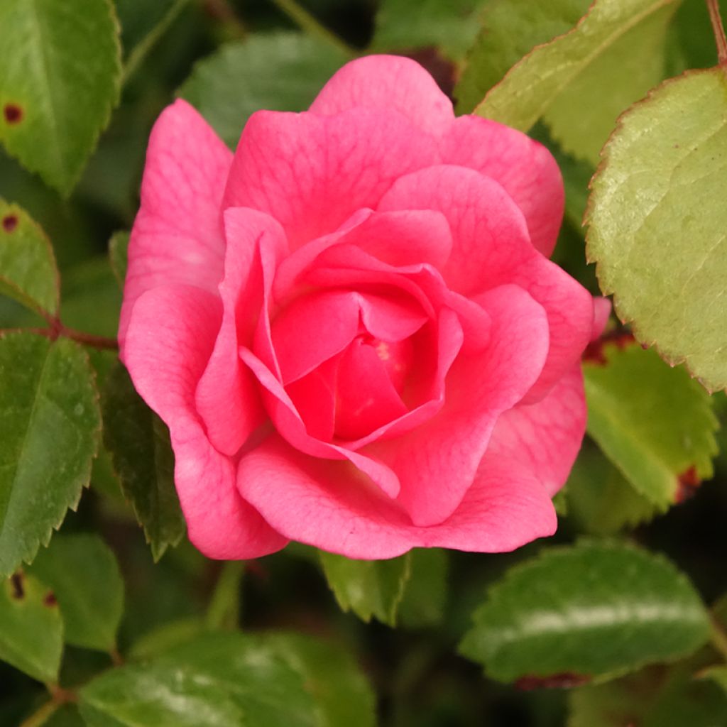 Roseira floribunda Bees Paradise Pink
