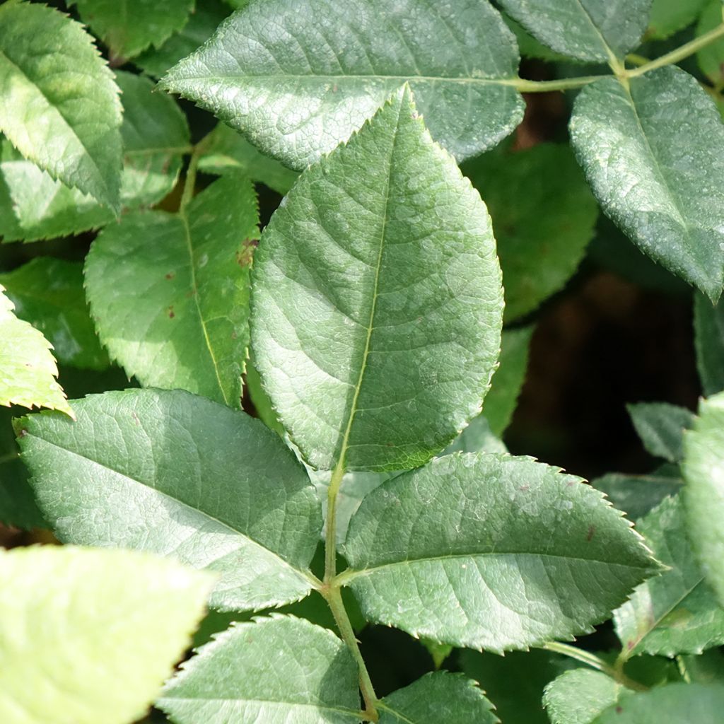 Roseira de flor grande La Gaité
