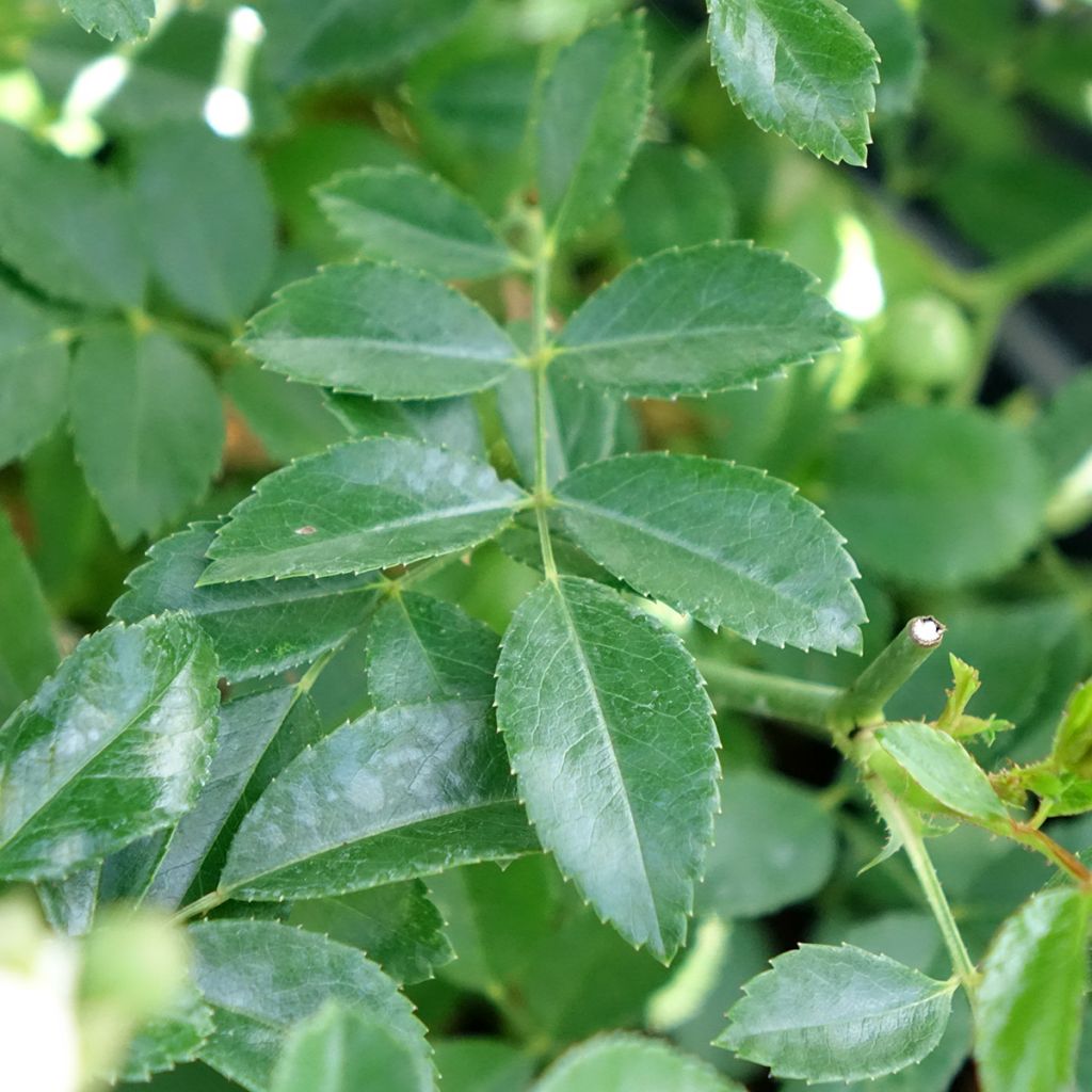 Roseira miniatura White Fairy