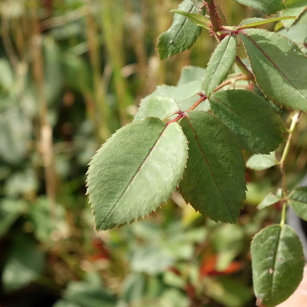 Rosa Knock Out - Bodembedekkende roos