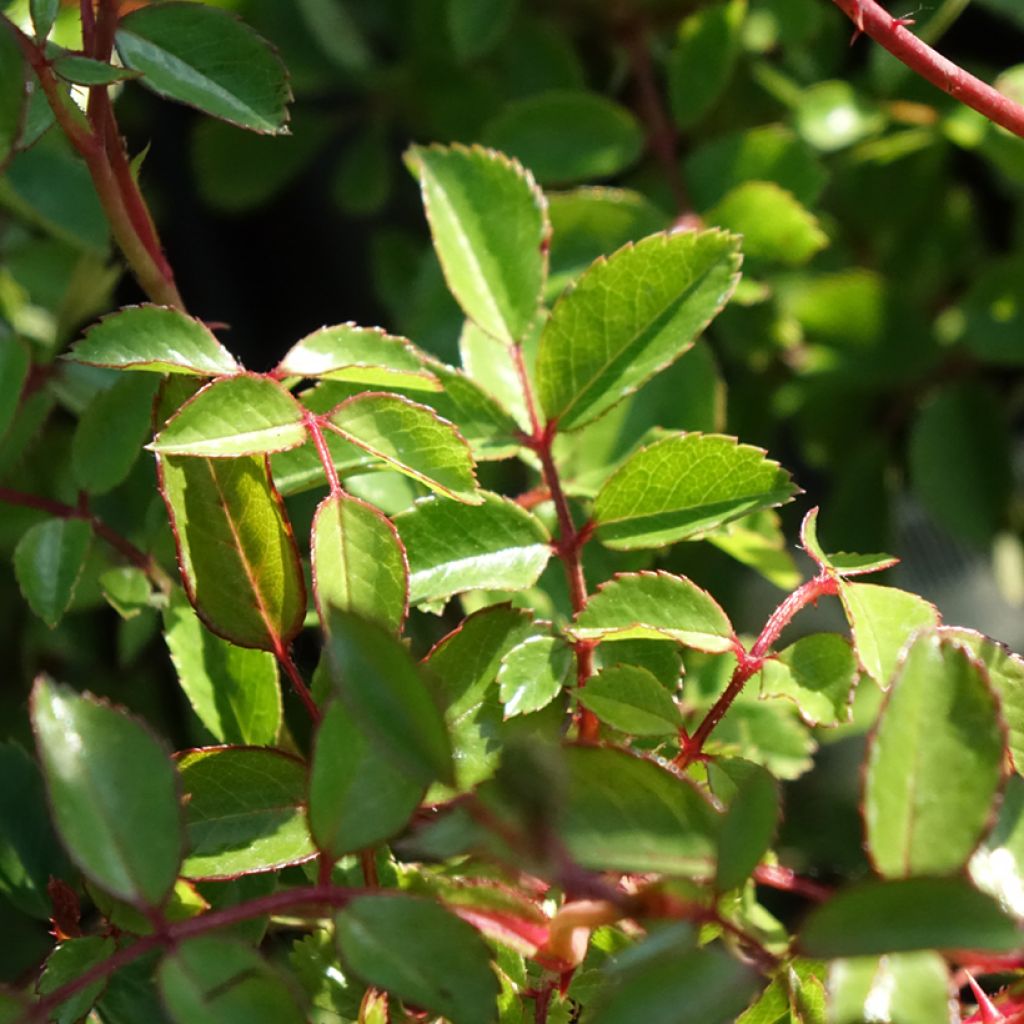 Roseira miniatura Sea Foam