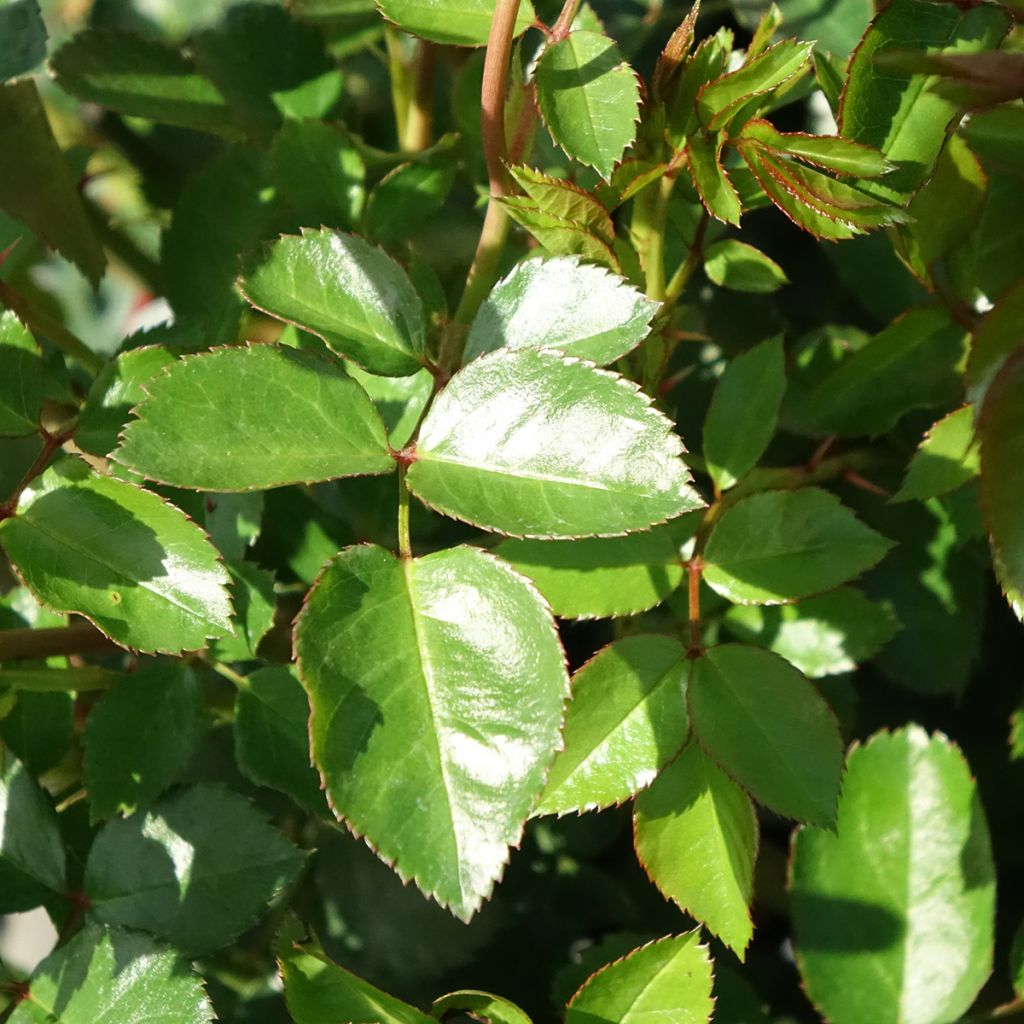 Roseira miniatura Bossa Nova