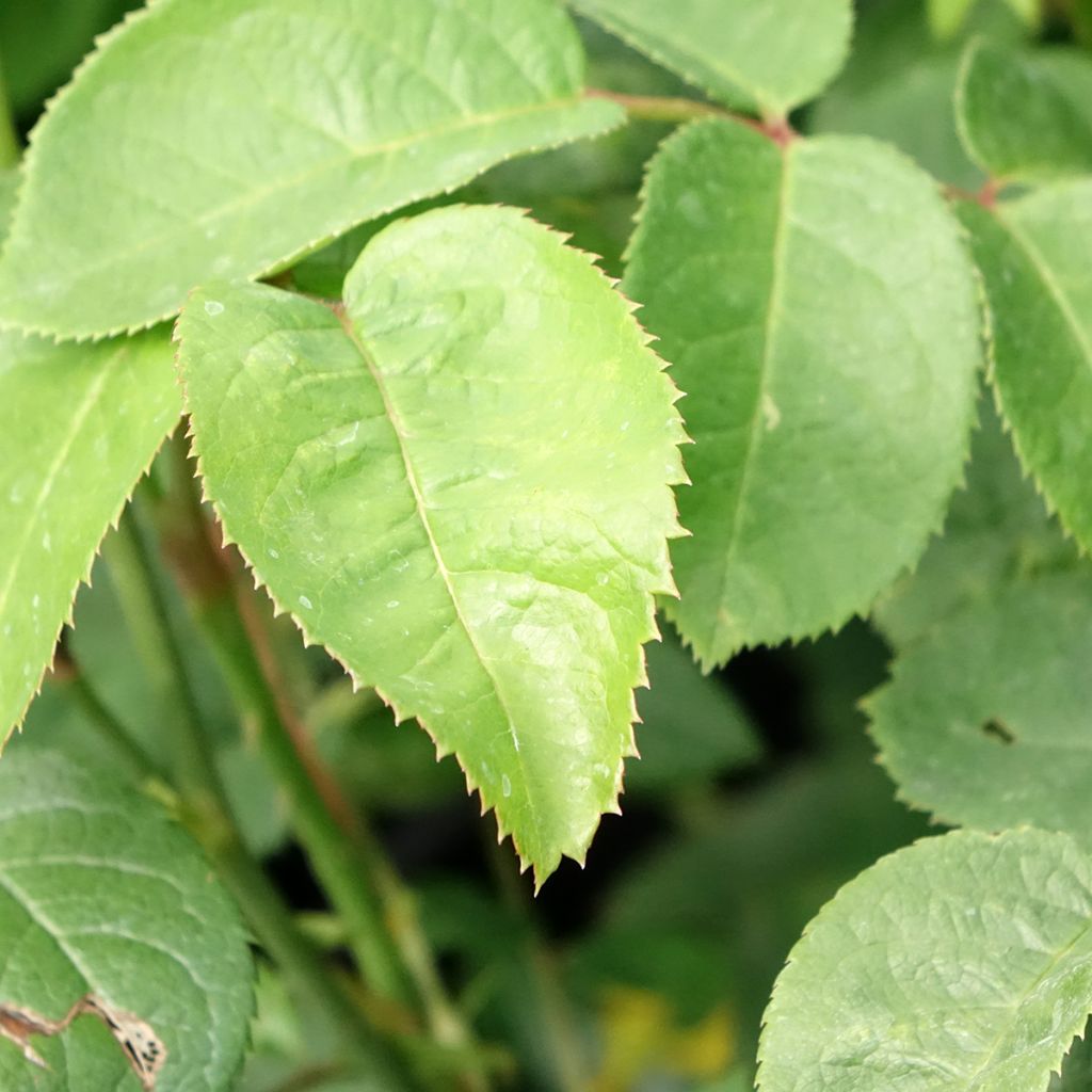 Roseira inglesa Elisabeth