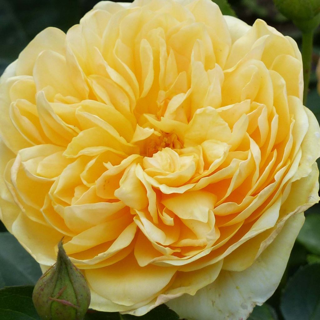 Rosier David Austin Graham Thomas