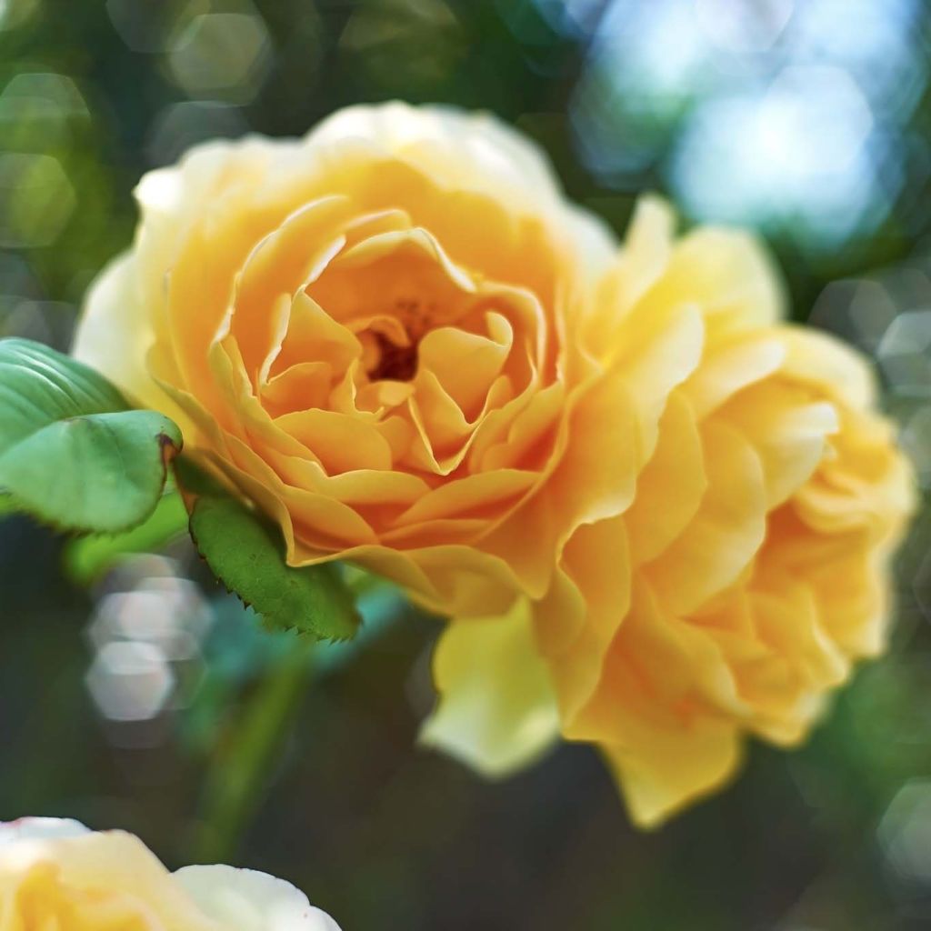 Rosier David Austin Graham Thomas