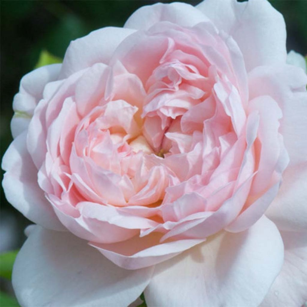 Rosier David Austin Heritage