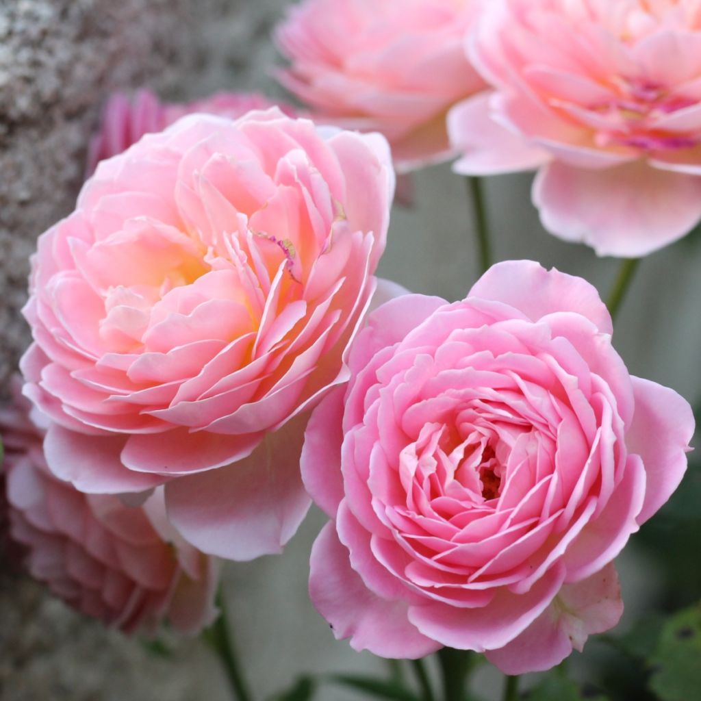 Rosier David Austin Jubilee Celebration