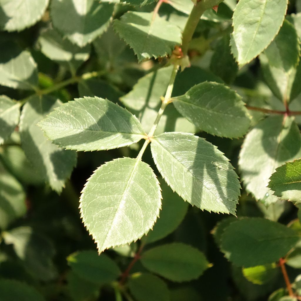 Roseira inglesa Lady of Shalott