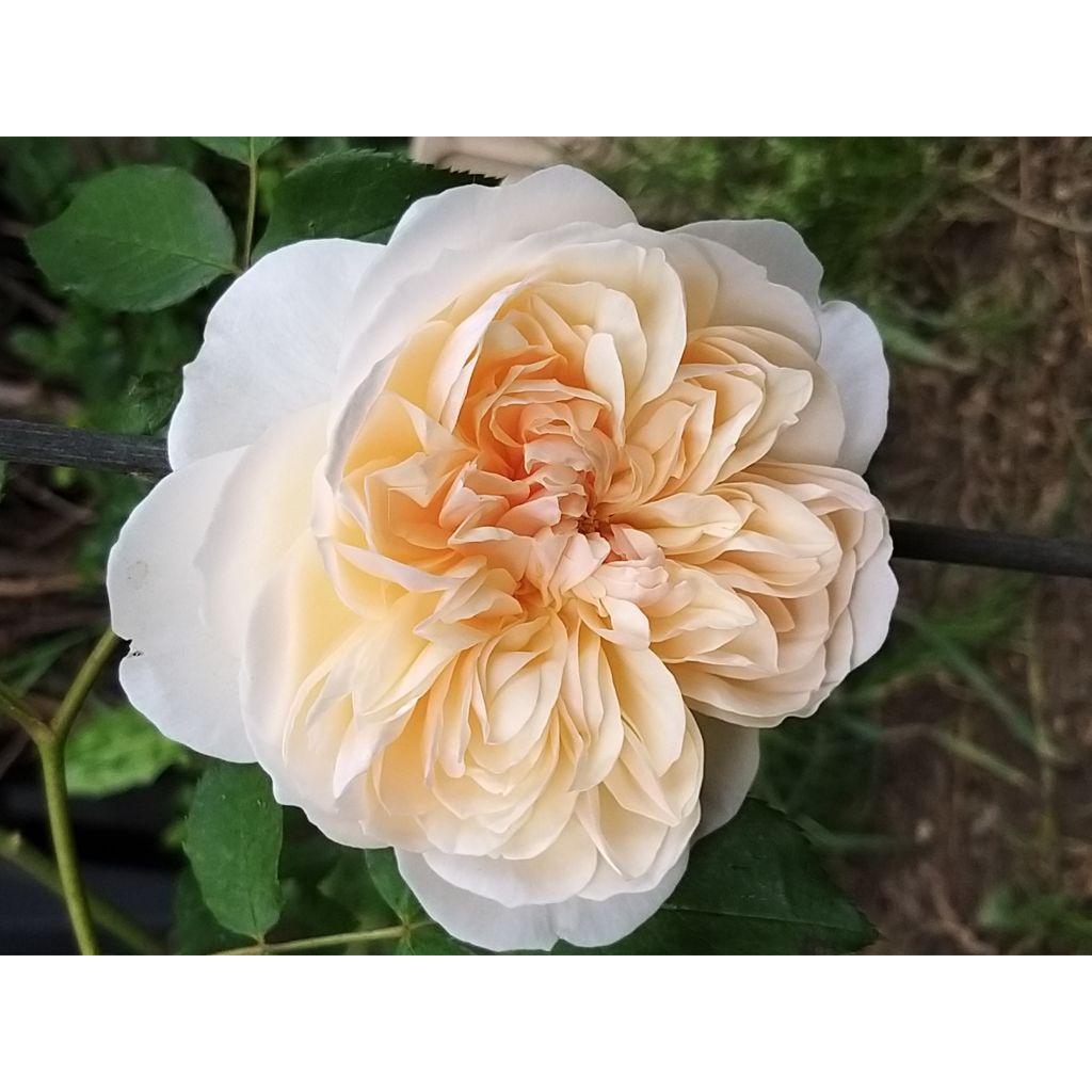 Rosier David Austin Lichfield Angel
