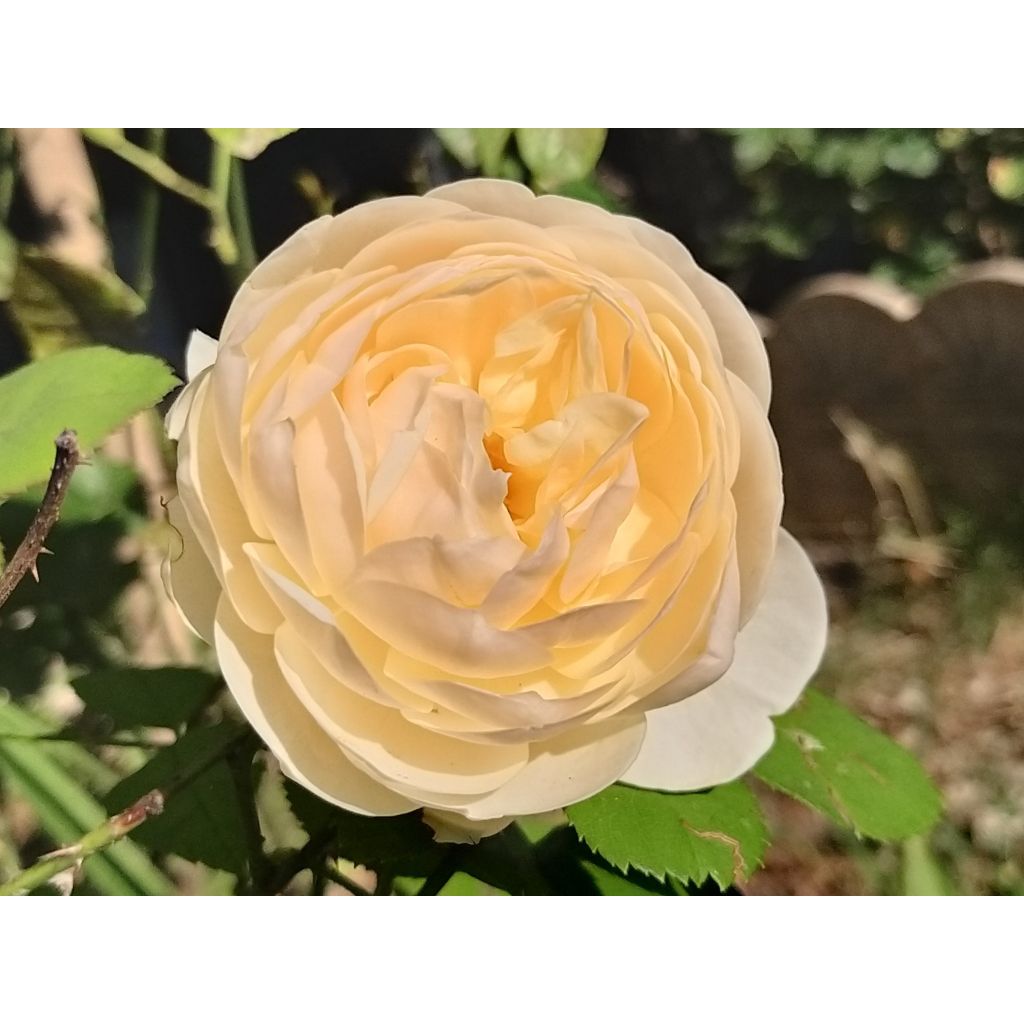 Rosier David Austin Lichfield Angel