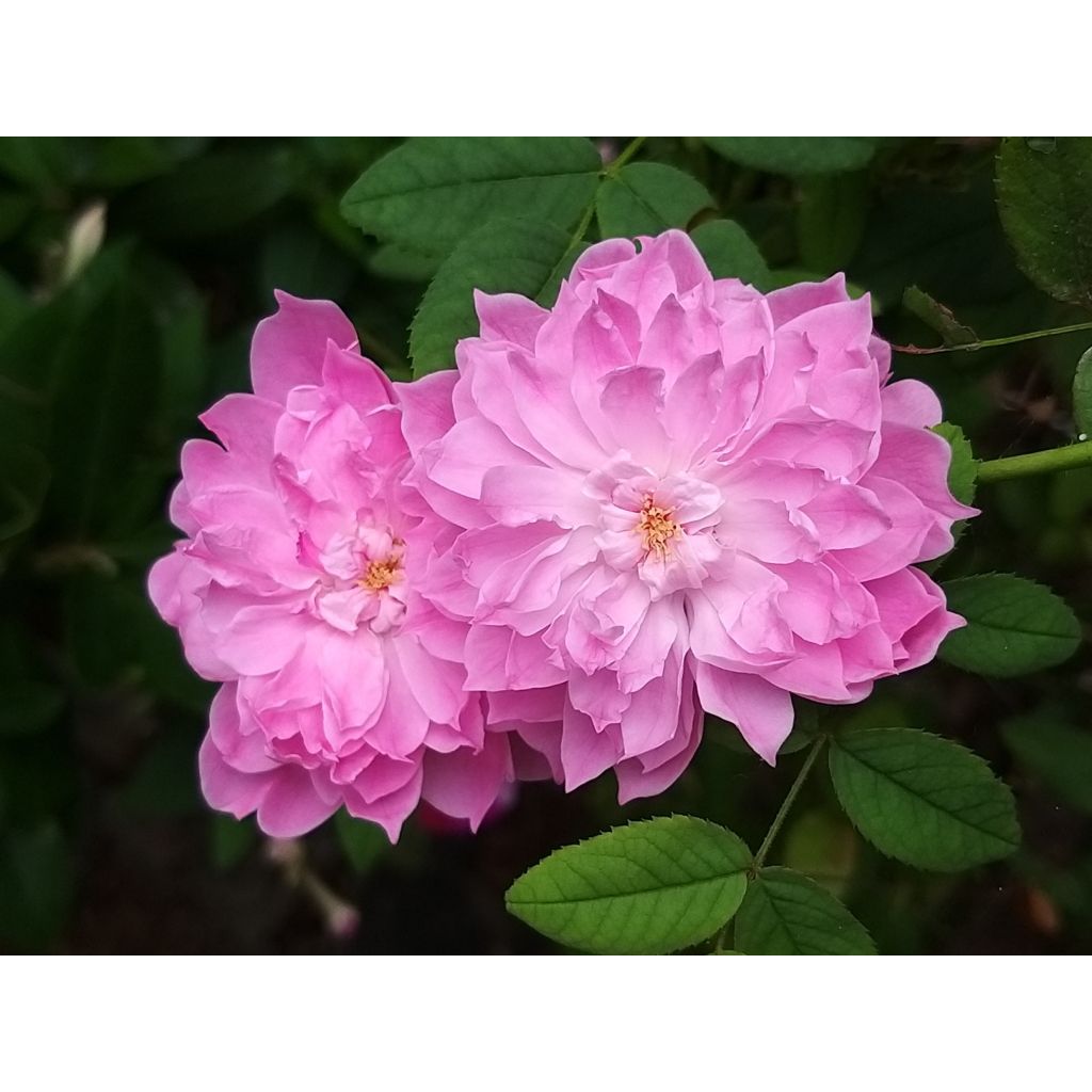Rosier David Austin Sir Walter Scott