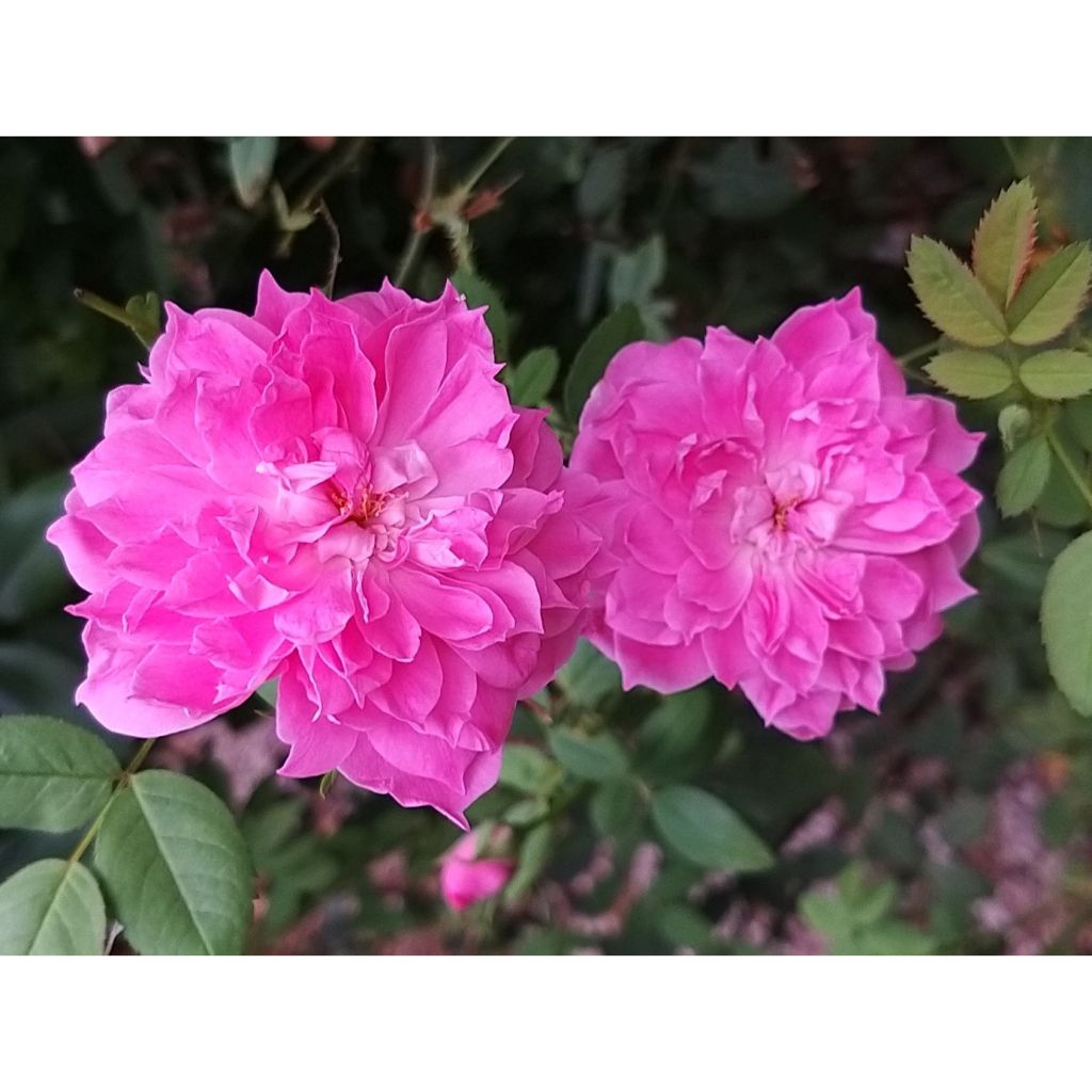 Rosier David Austin Sir Walter Scott