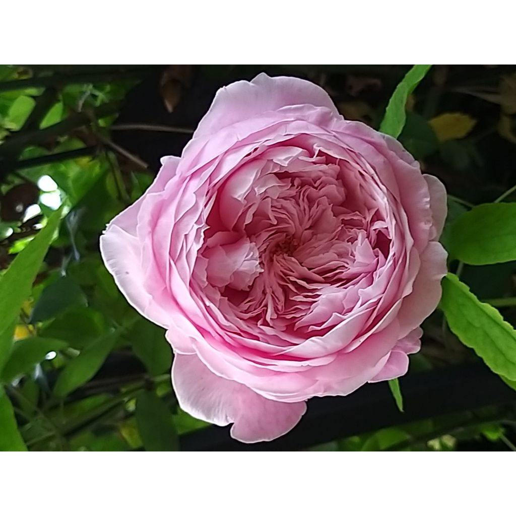 Rosier David Austin Spirit of Freedom