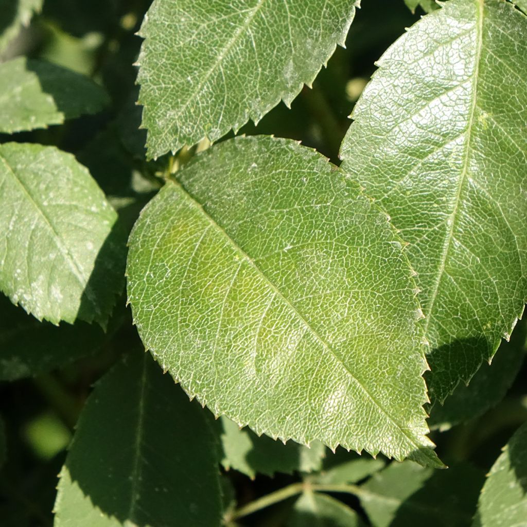 Roseira inglesa Wisley 2008