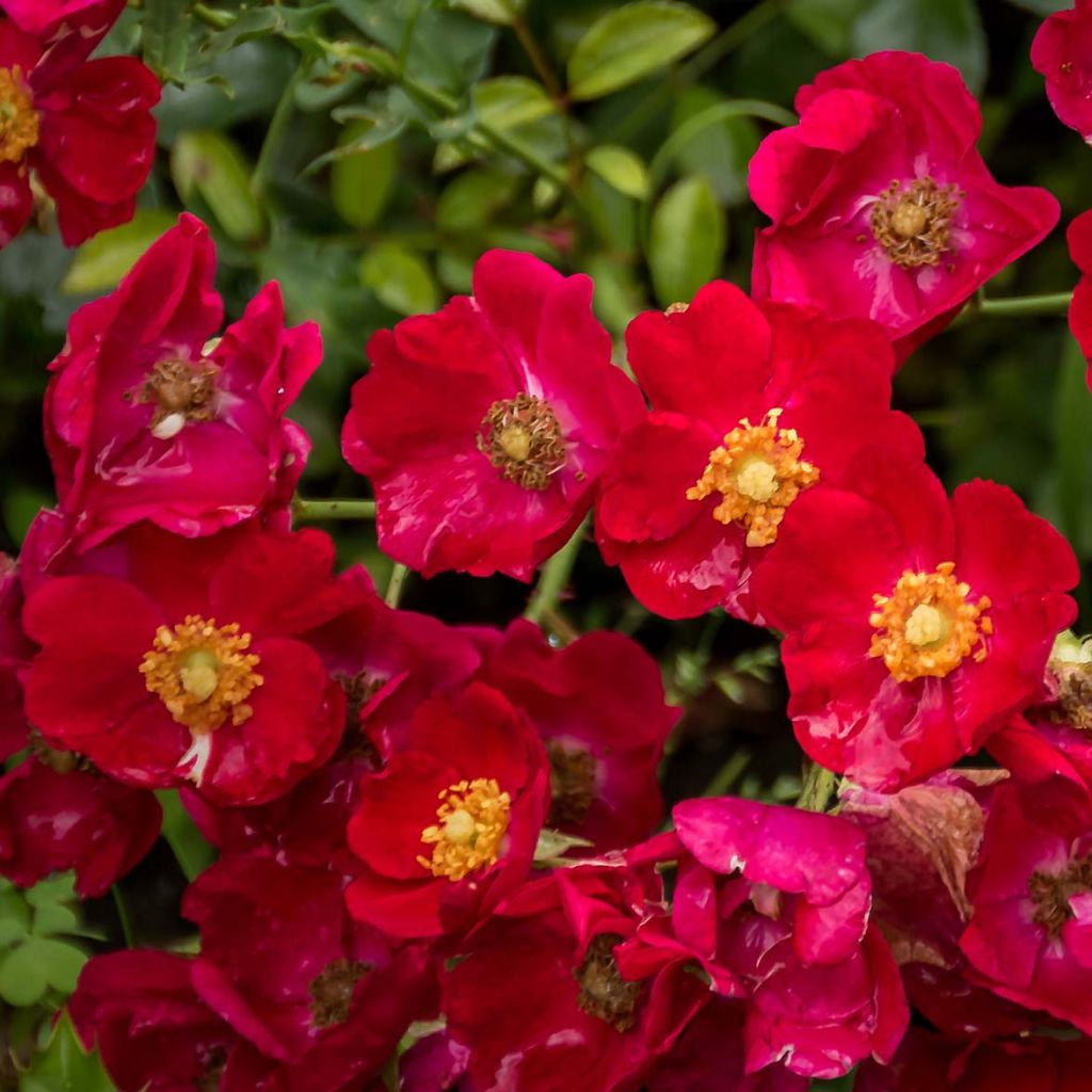 Rosier Décorosiers Vesuvia