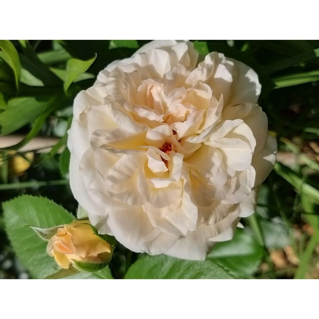 Rosier Décorosiers Amber Voluptia