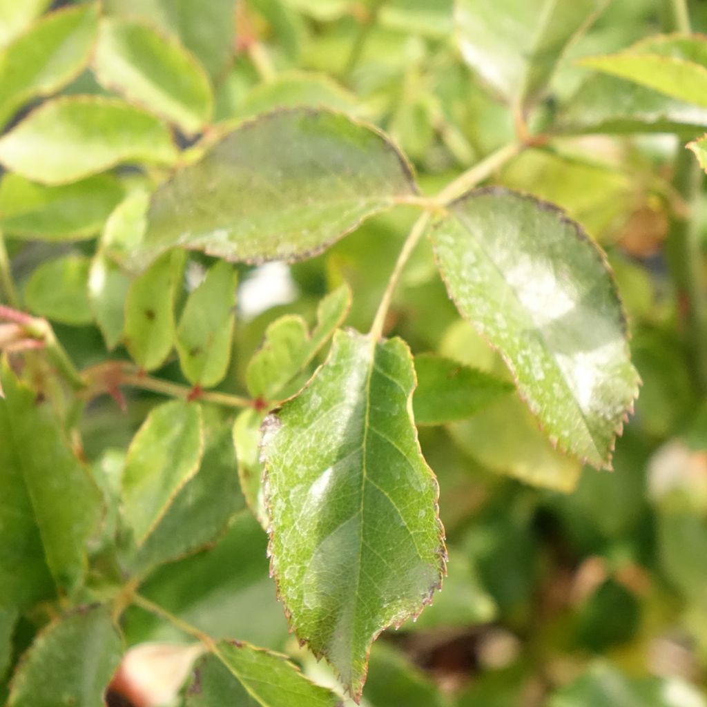 Roseira paisagística Calizia