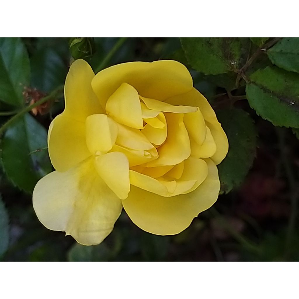 Rosier Décorosiers Celina