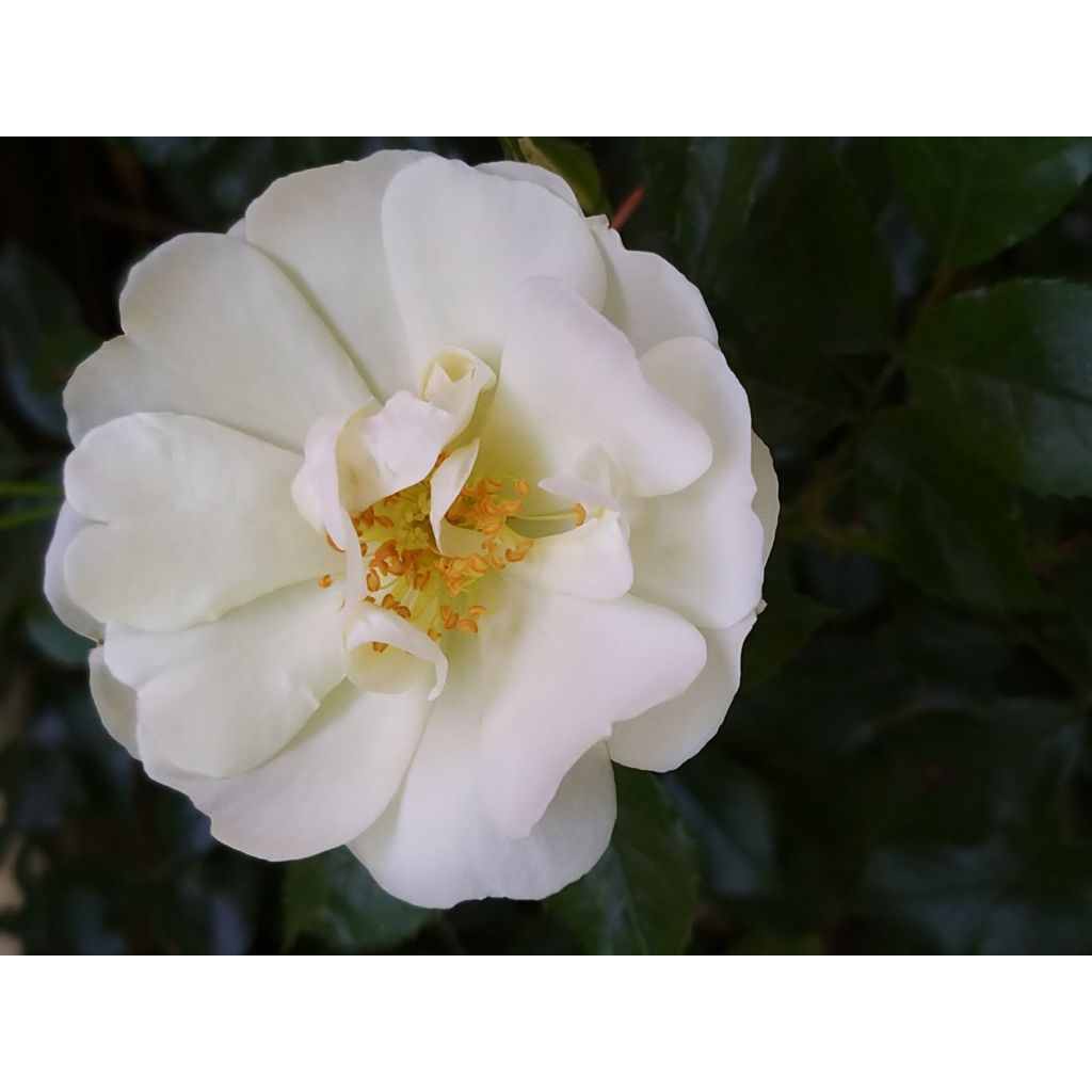 Rosier Décorosiers OPALIA