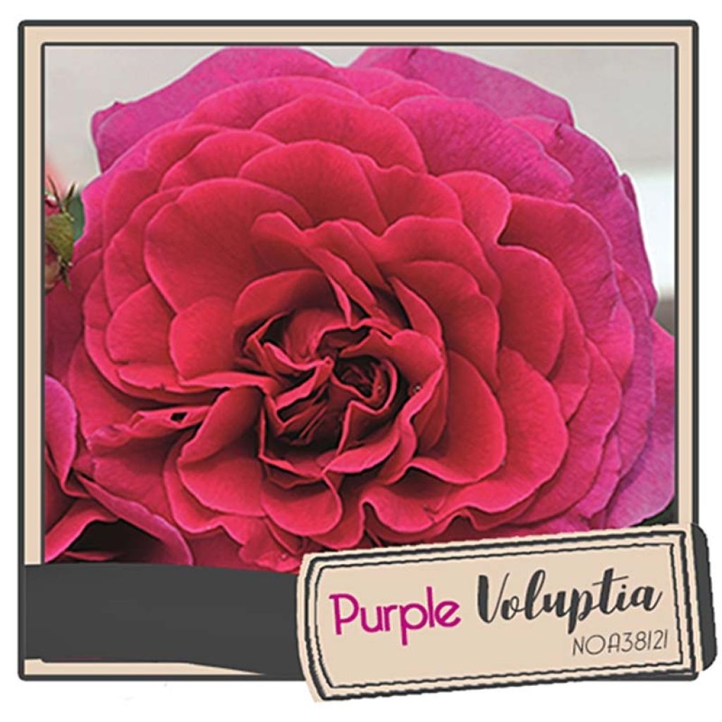 Rosier Décorosiers Purple Voluptia