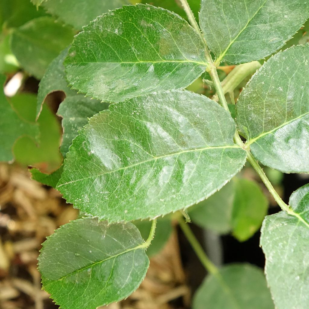 Roseira paisagística Purple Voluptia