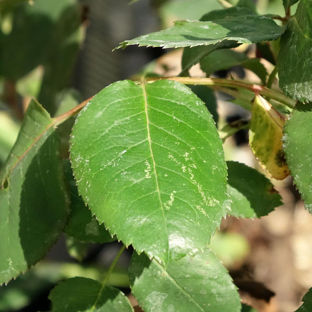 Roseira moderna Dominica (Intercomdoor)