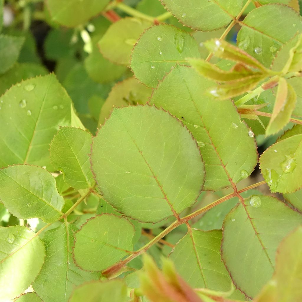 Rosa Generosa® Cybelle - Struikroos