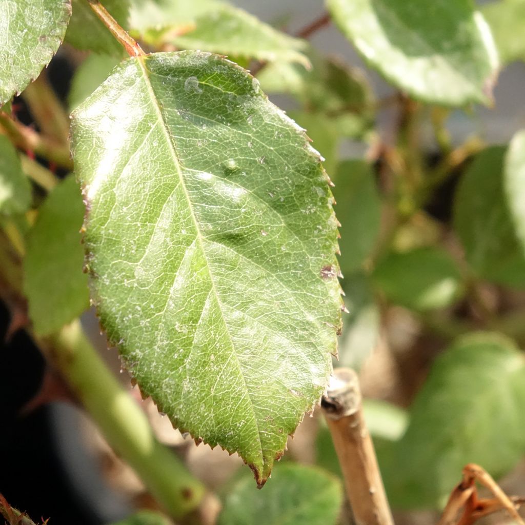 Roseira perfumada Generosa Fiona Gelin