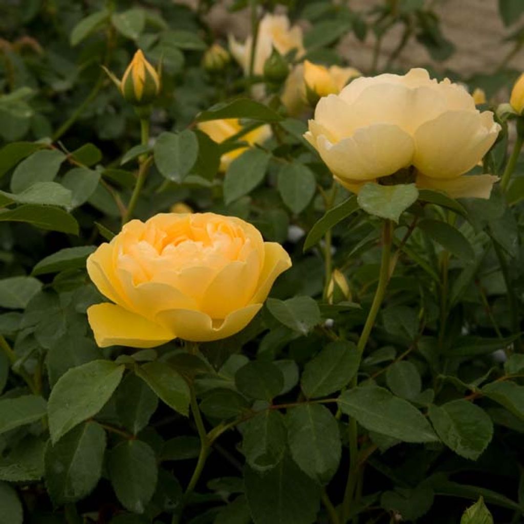 Rosier David Austin Graham Thomas