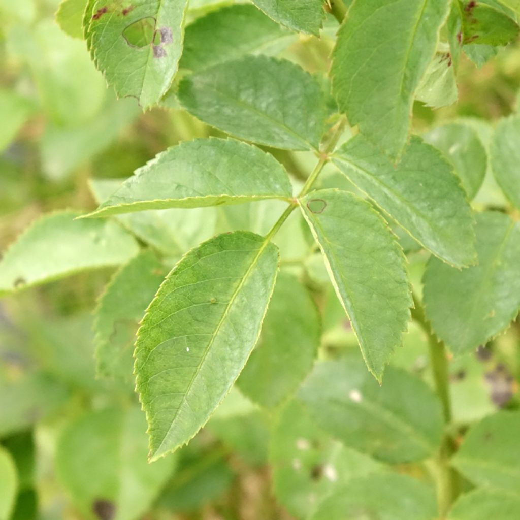 Roseira trepadeira Alchymist