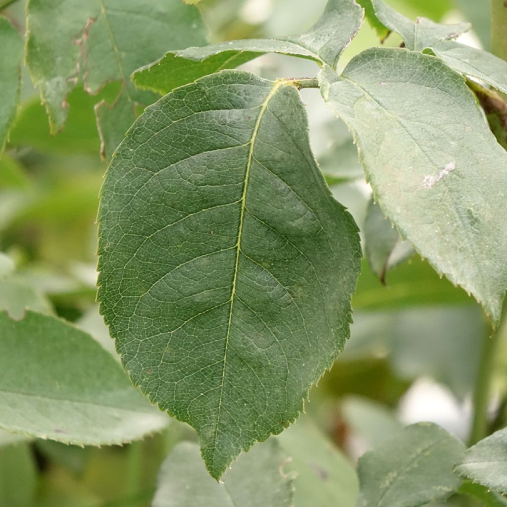 Roseira trepadeira Belle de Londres