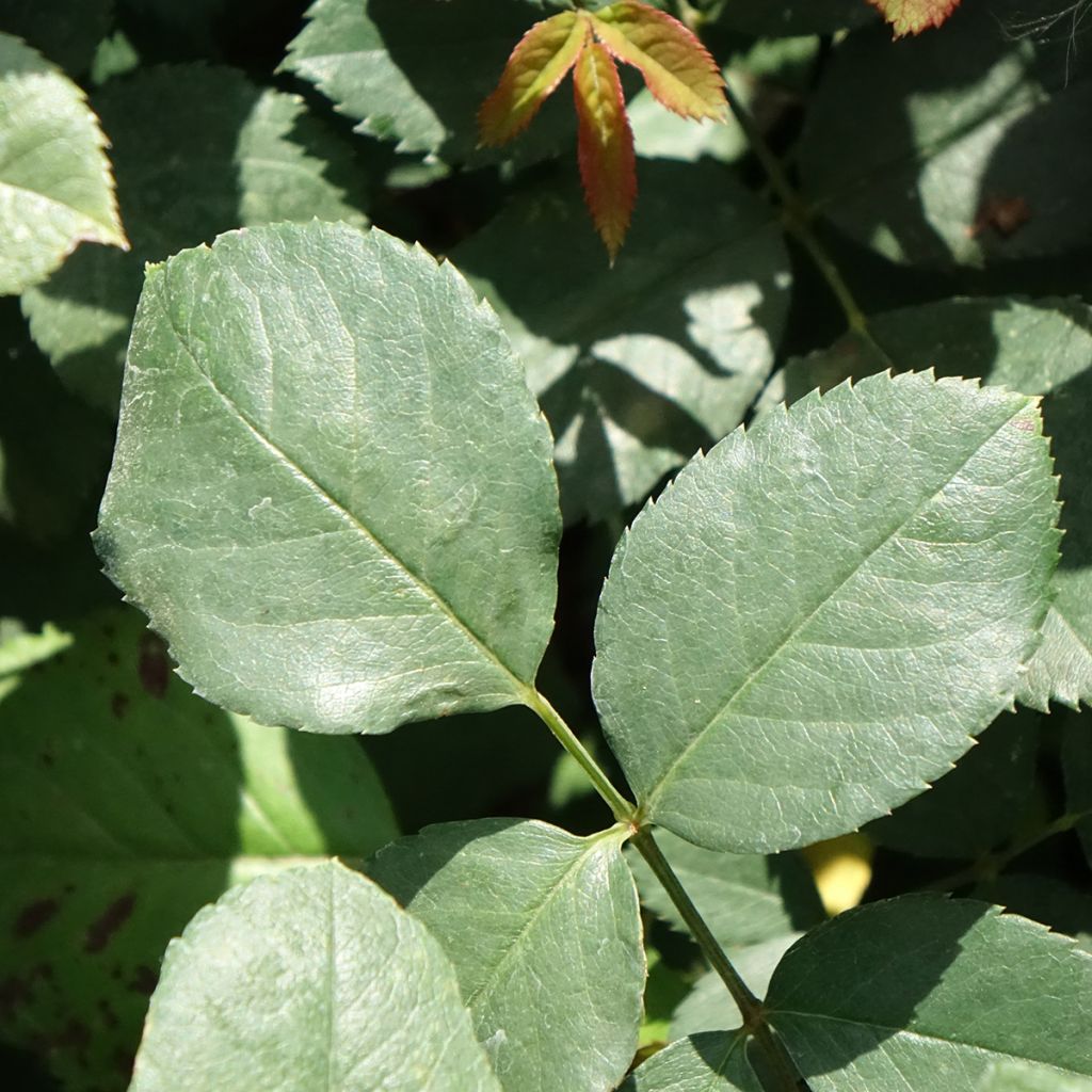 Roseira trepadeira Cherry Explosion