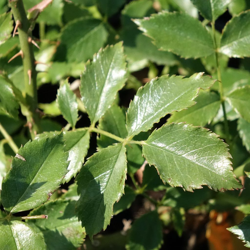 Roseira trepadeira Dortmund