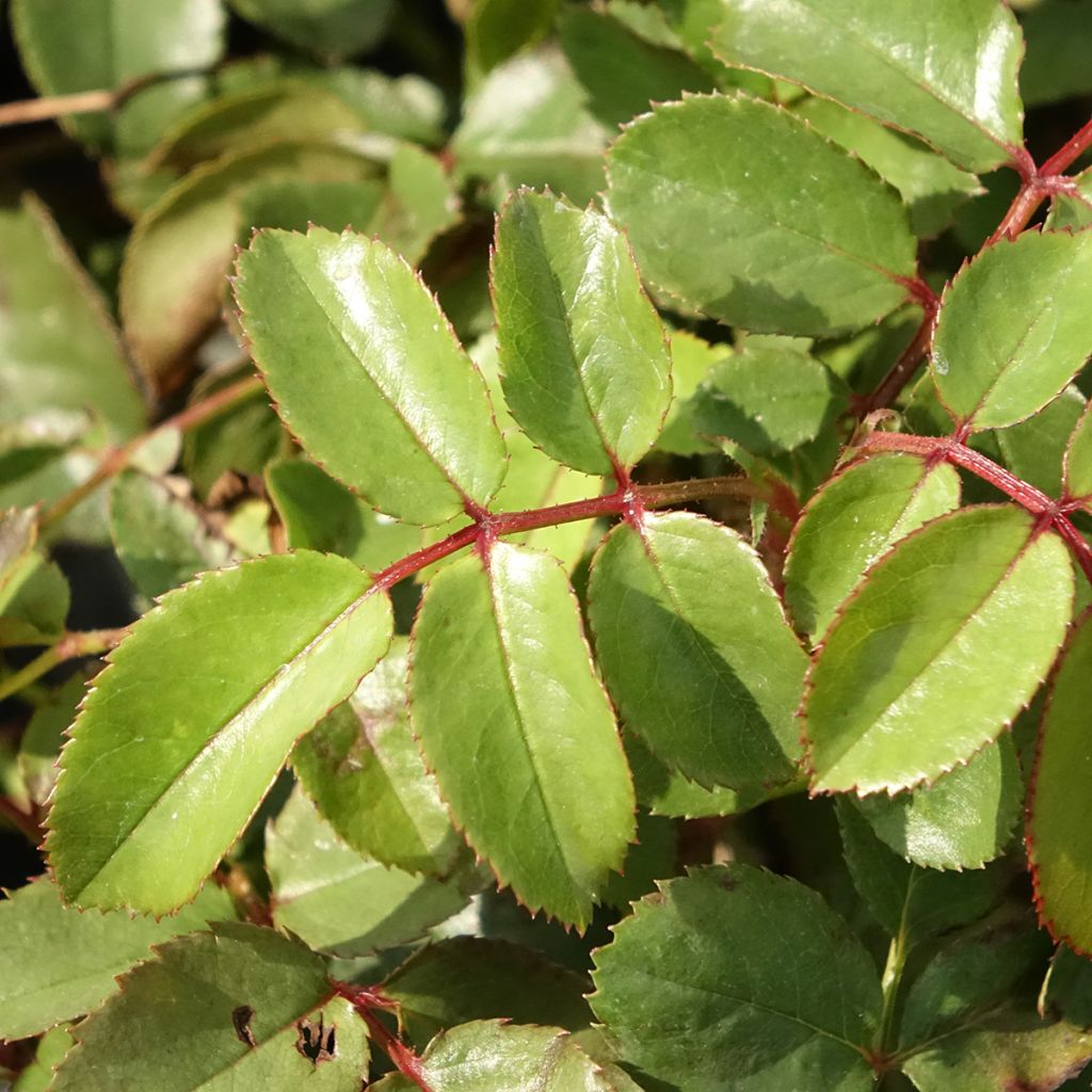 Roseira trepadeira Florentina