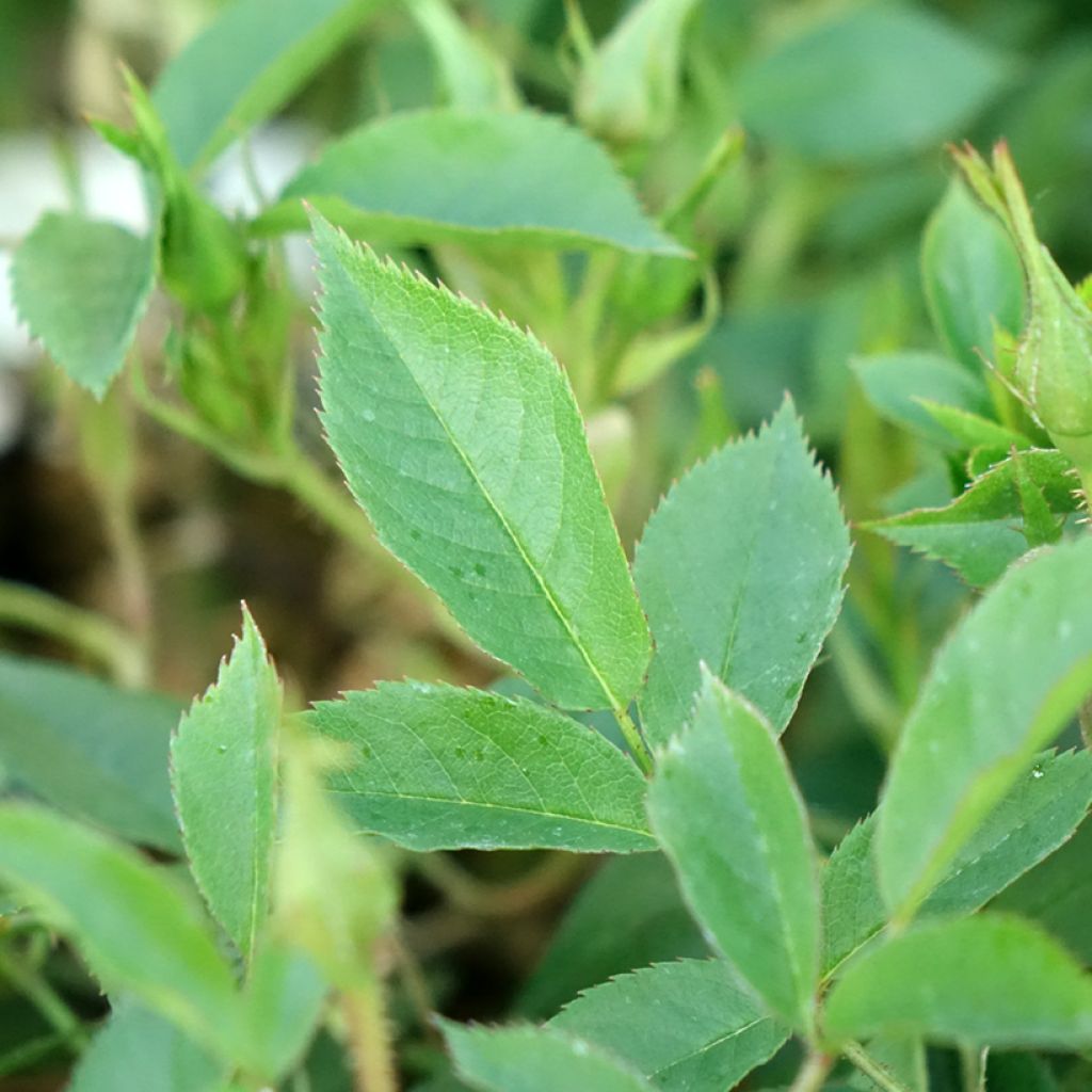 Roseira trepadeira Golden Age