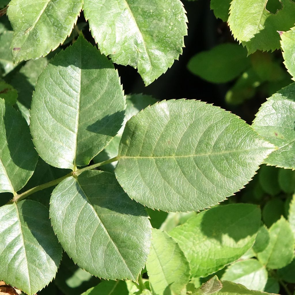 Roseira trepadeira Happiness