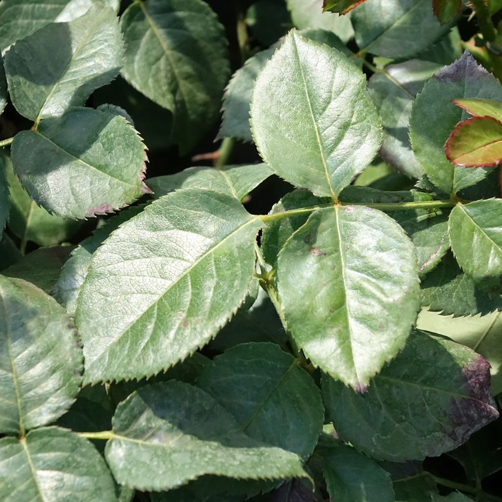 Roseira trepadeira Oriental Peace