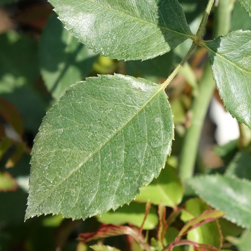 Rosa Sabrina - Klimroos