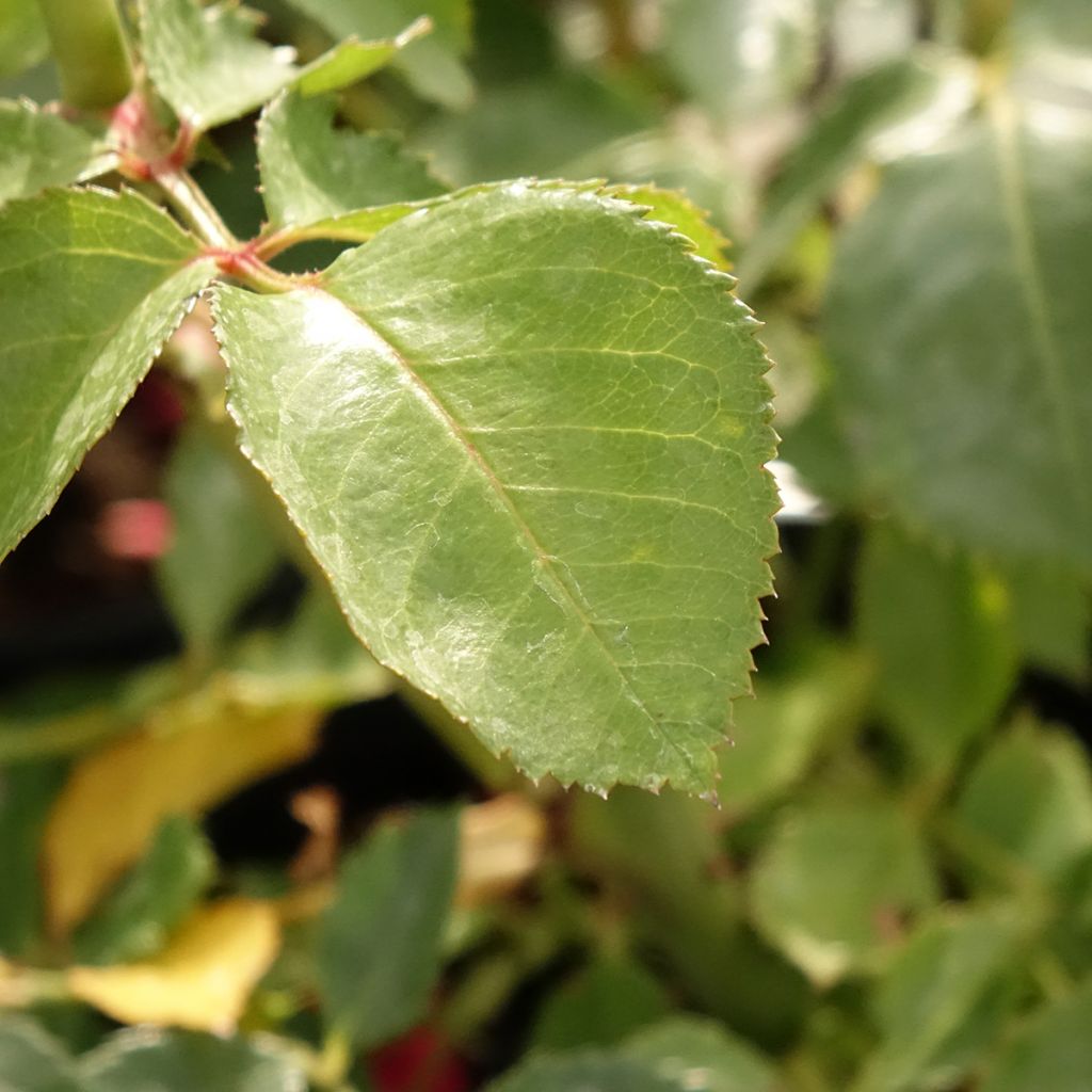 Roseira trepadeira Sympathie