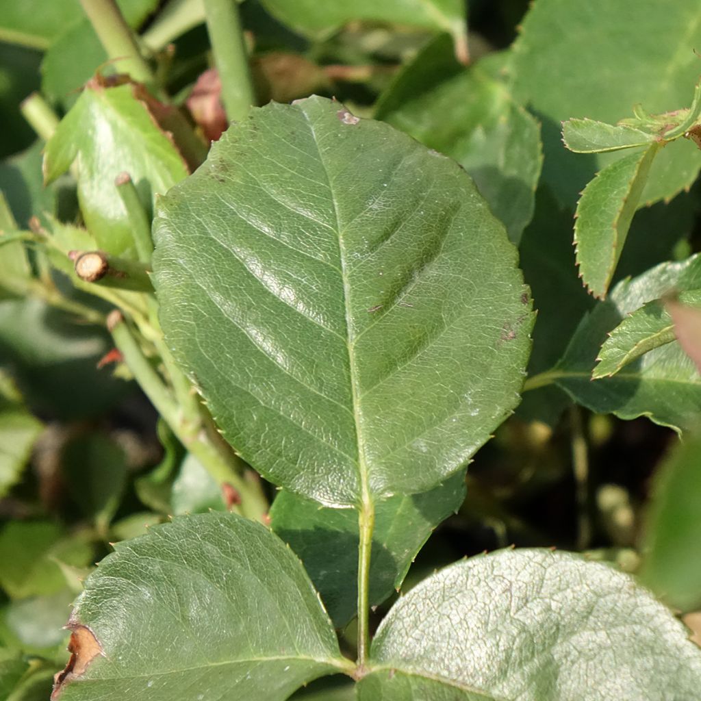 Roseira trepadeira That's Jazz