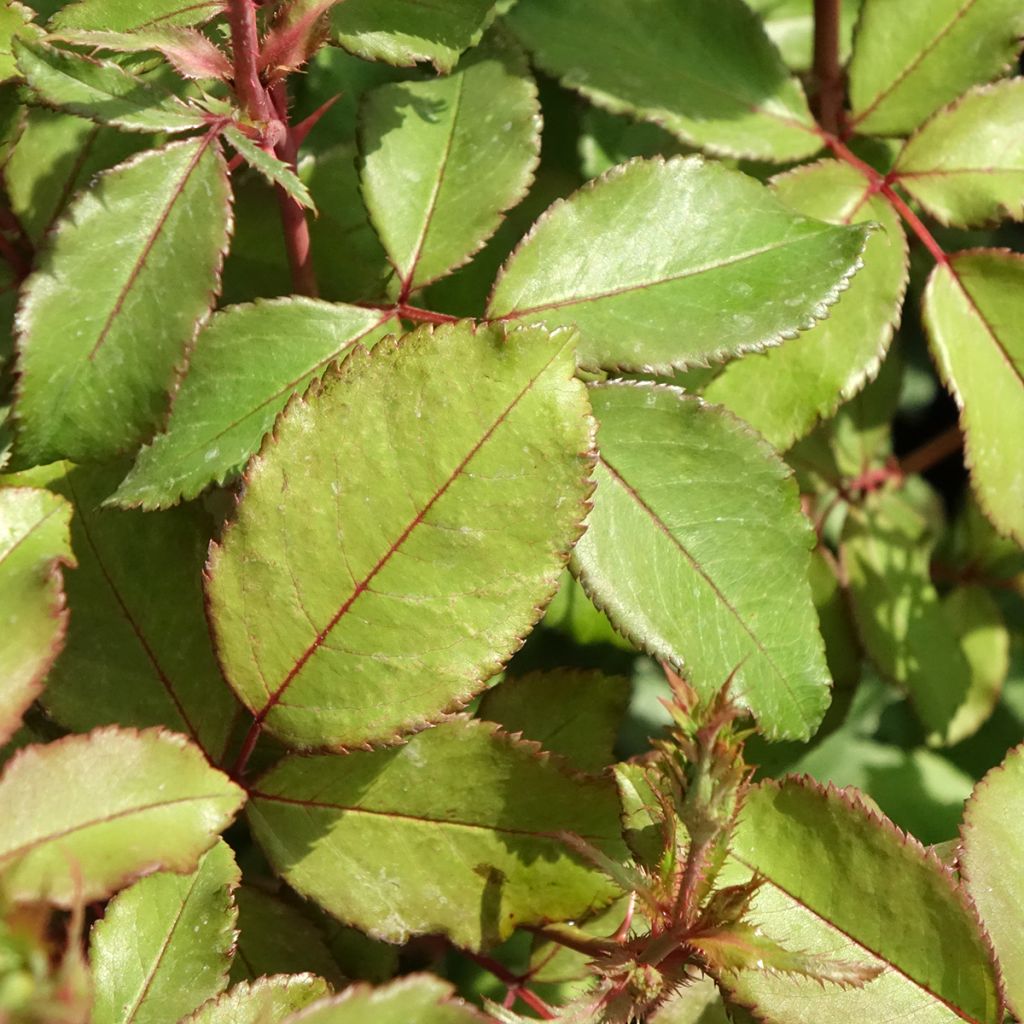 Rosa Pink Chantilly - Landschapsroos