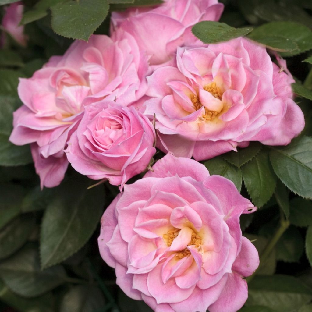 Roseira miniatura Belle Symphonie