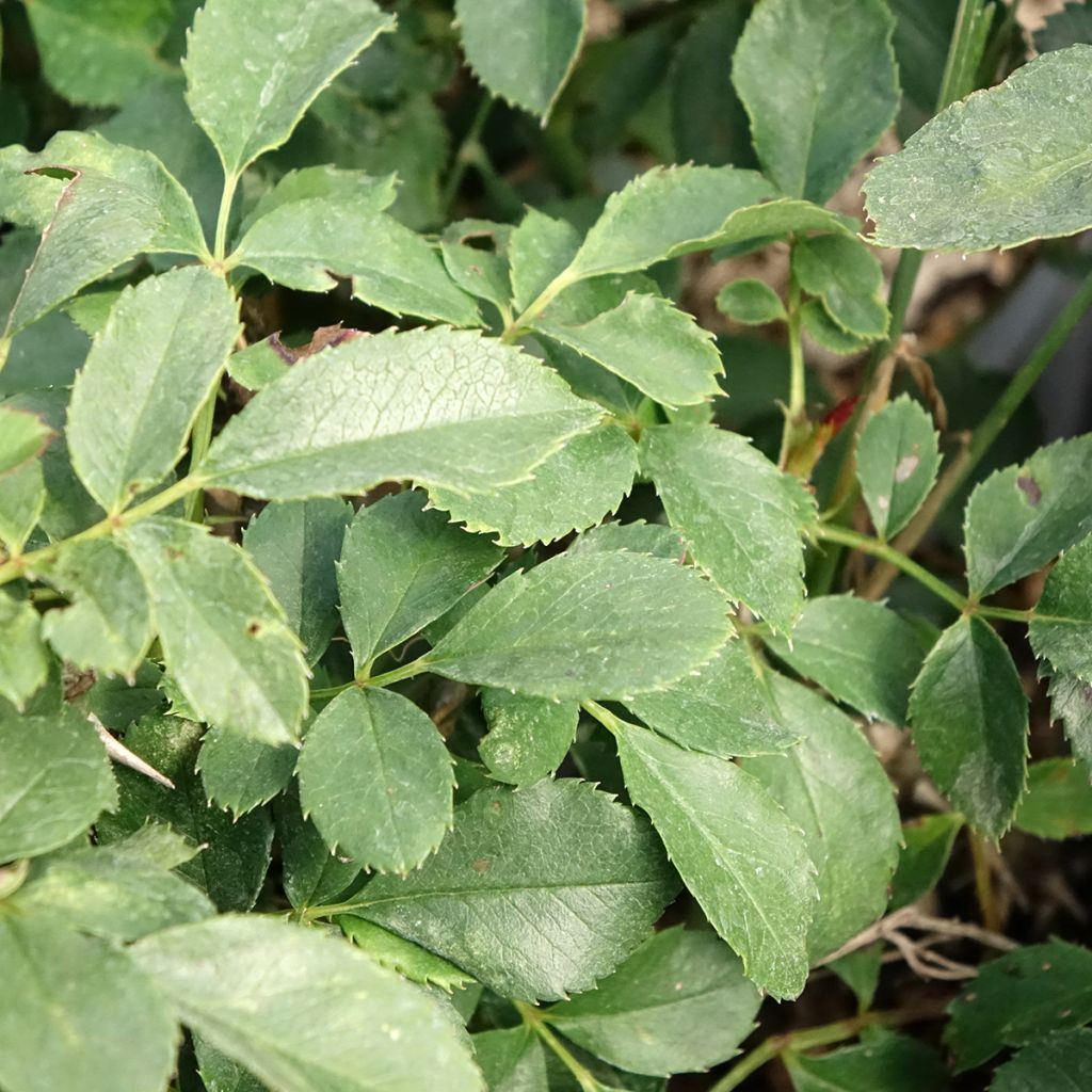 Roseira miniatura Tilt® Symphonie®