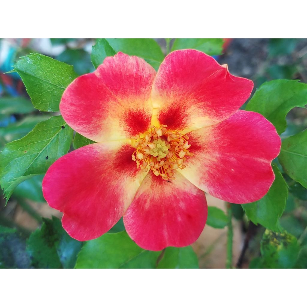 Rosier nain Coral Babylon Eyes