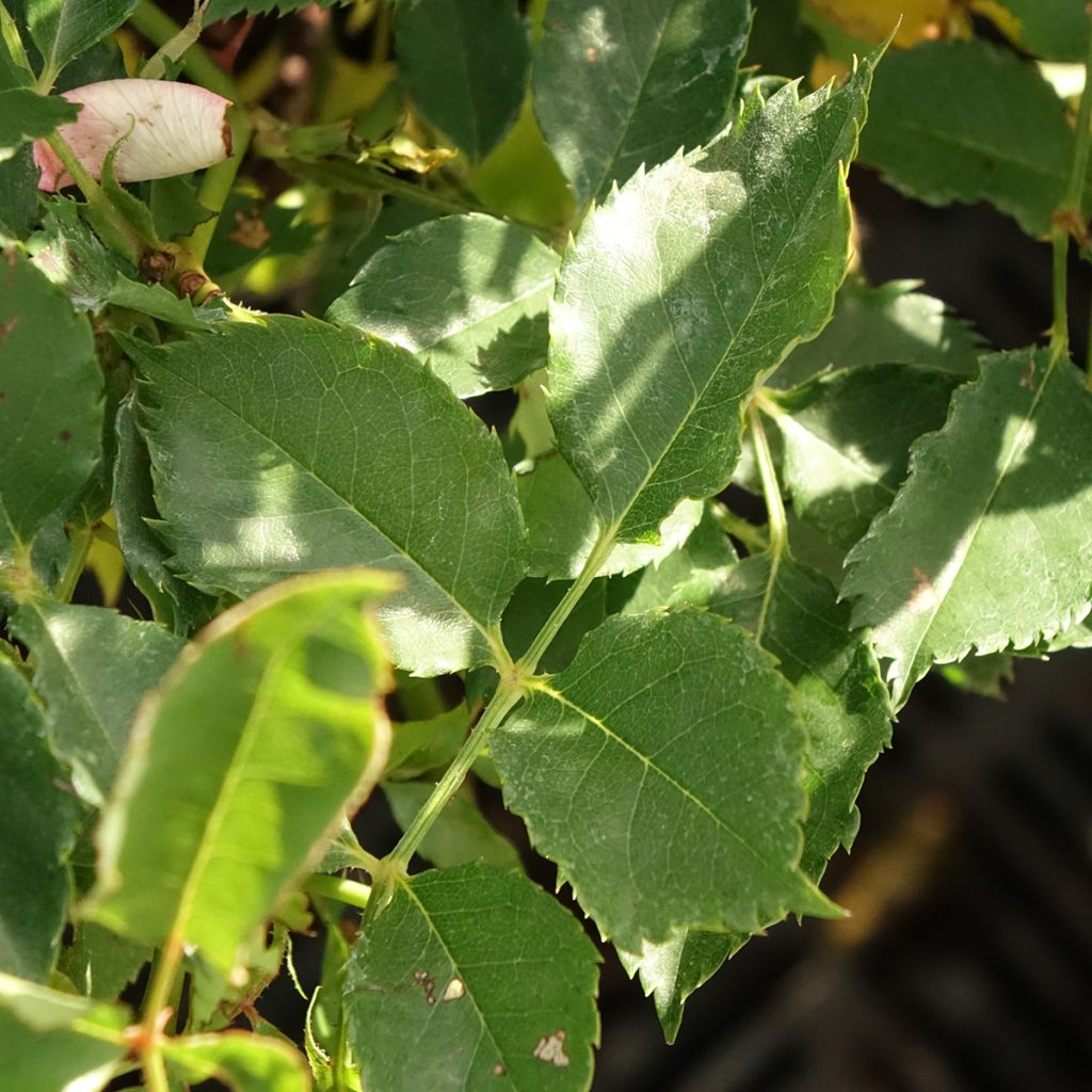 Roseira miniatura Fancy Babylon Eyes