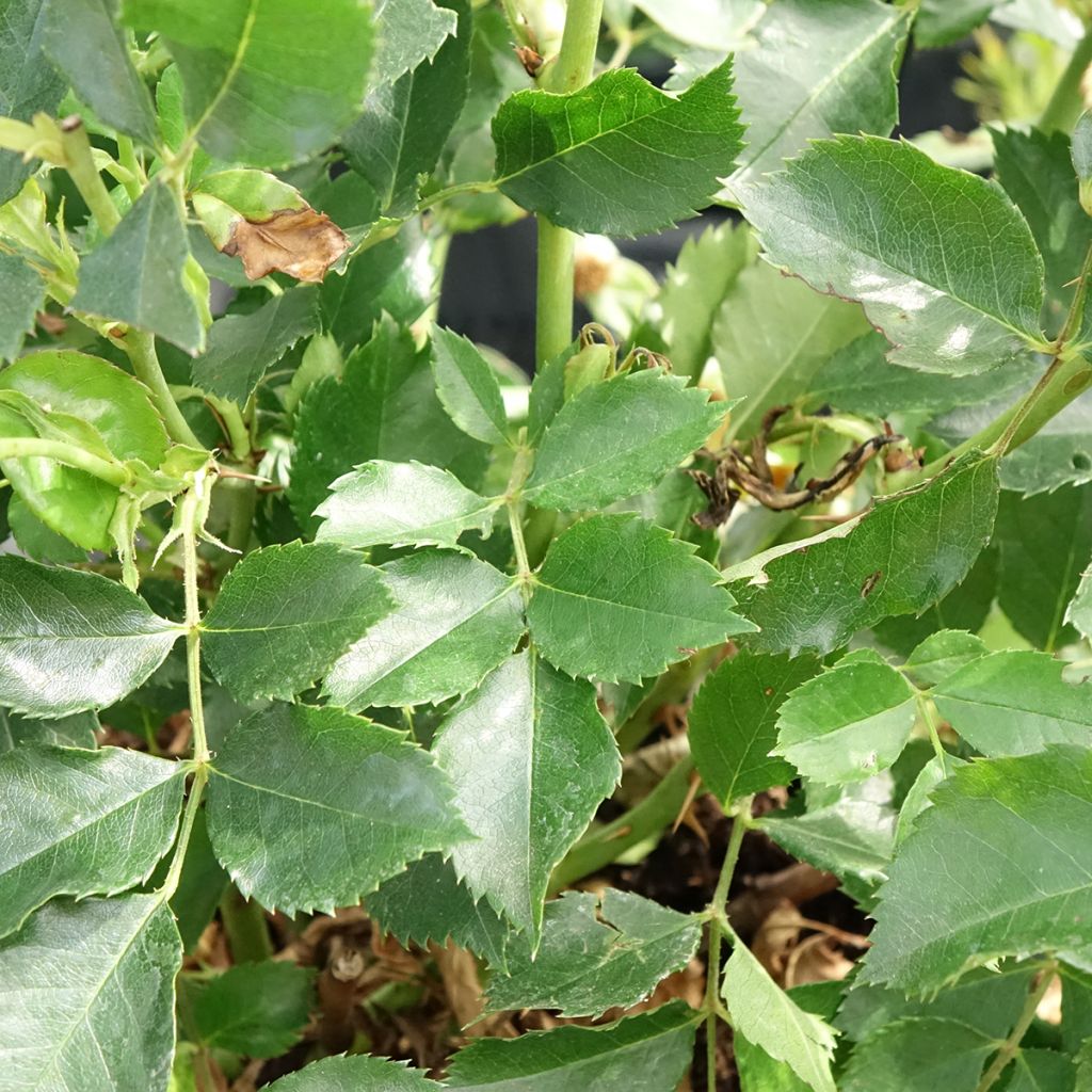 Roseira miniatura Glorious Babylon Eyes