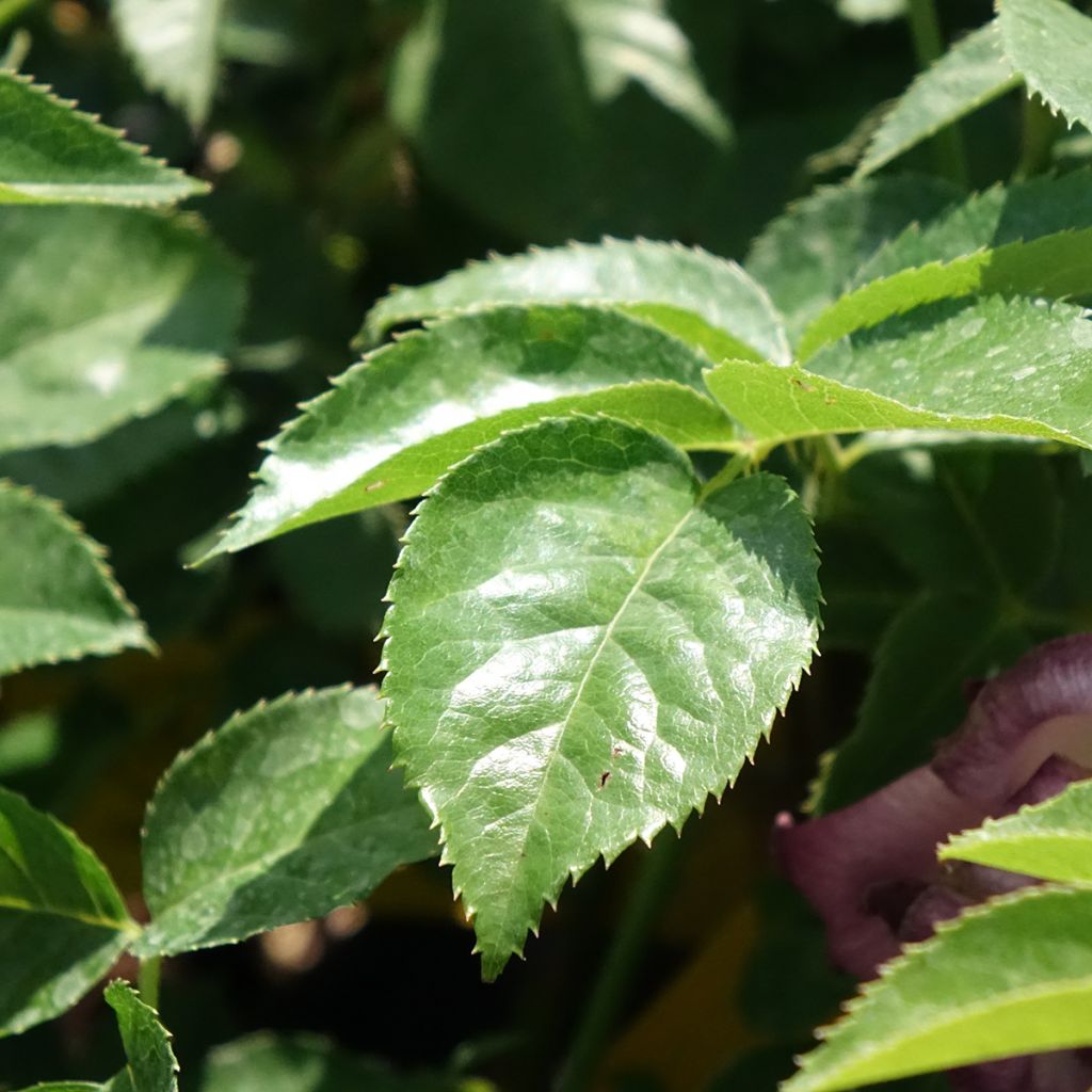 Roseira miniatura Lemon Fizz