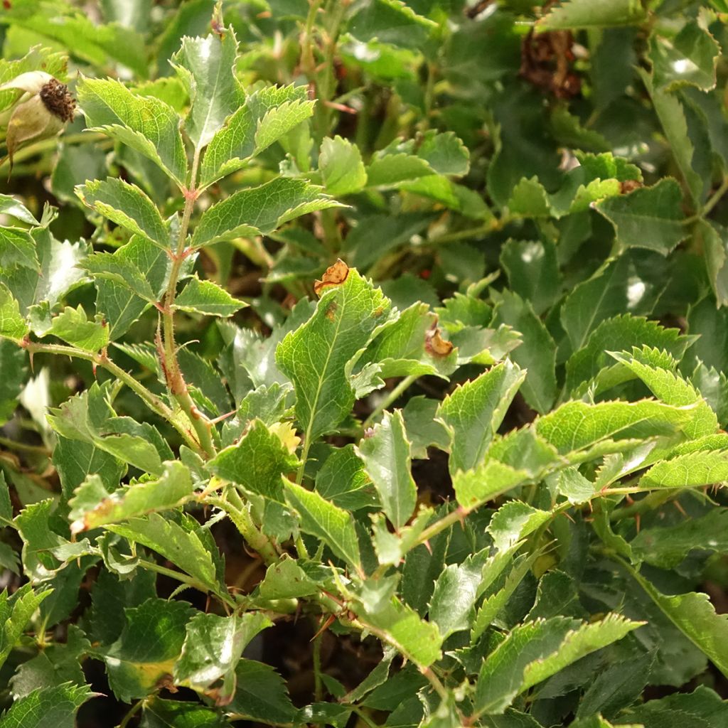 Roseira miniatura Trendy Babylon Eyes