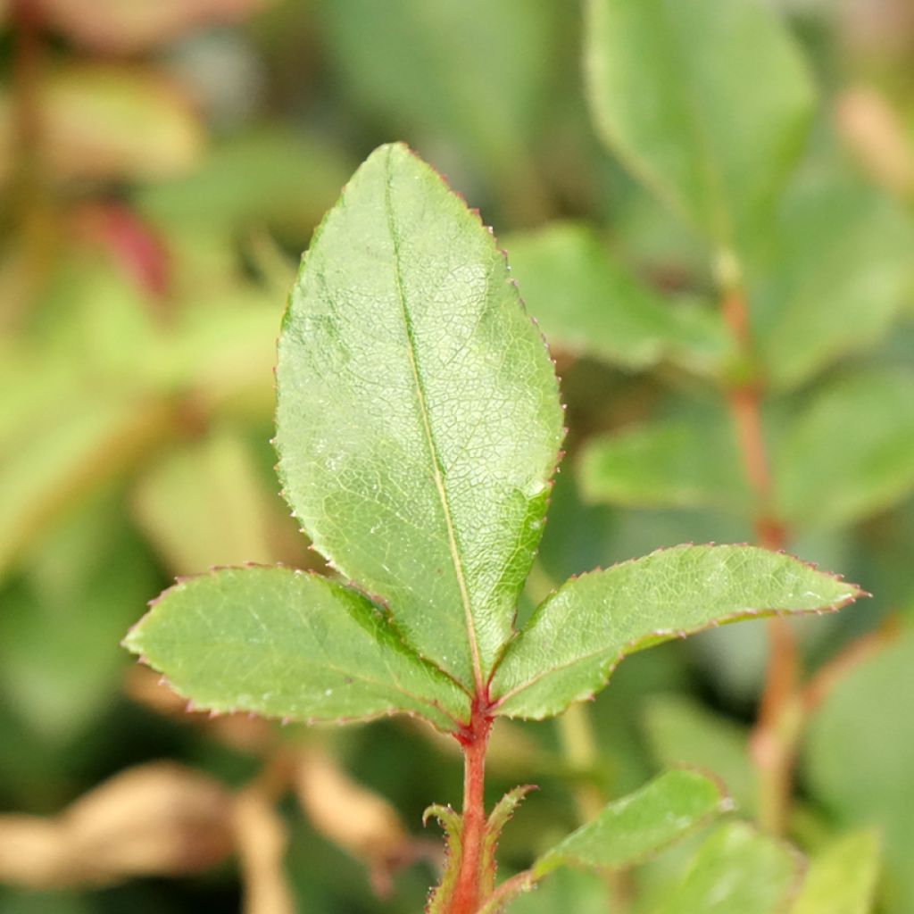 Roseira miniatura Zepeti