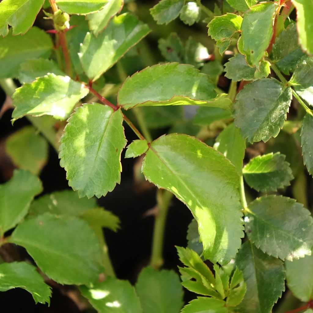 Roseira floribunda Nectar Garden Lilliputs Lupo